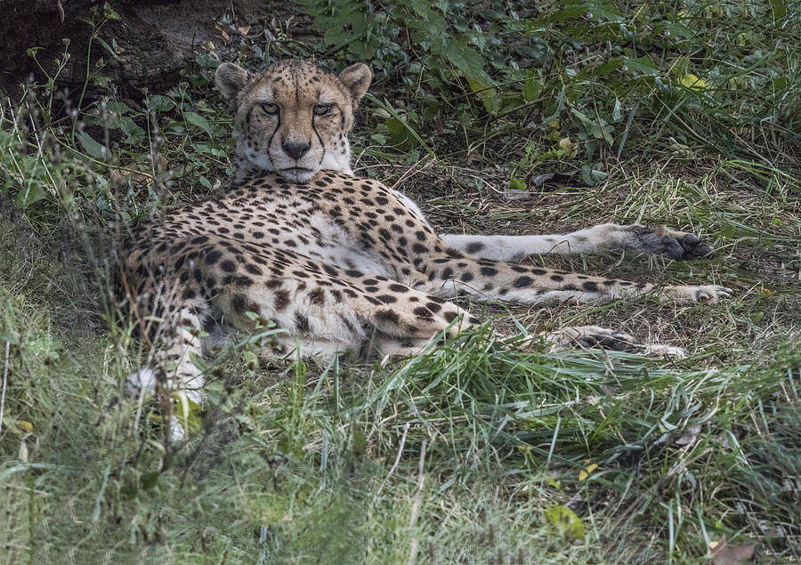 Cheetah Resting Photograph by William Bitman