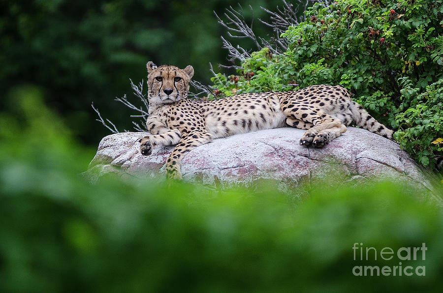 Cheetah rests on a rock Photograph by Steve Somerville