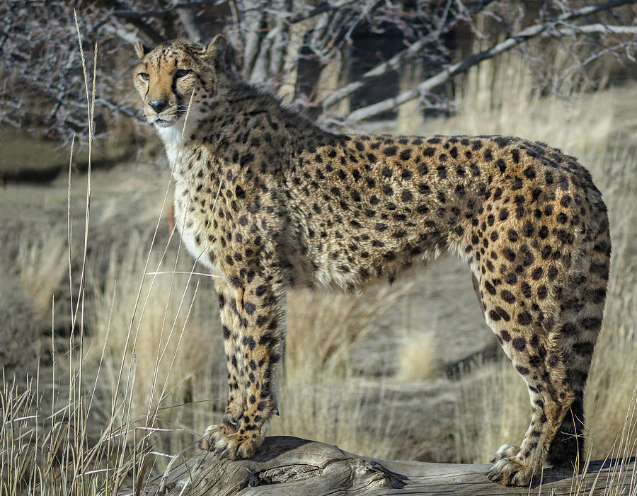 Cheetah Photograph by Rick Mosher