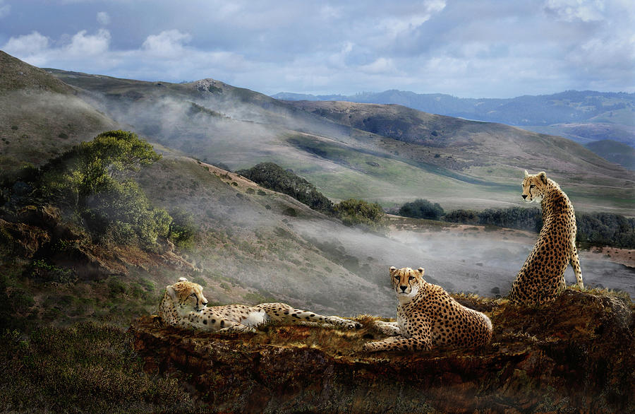 Cheetah Ridge Photograph by Melinda Hughes-Berland