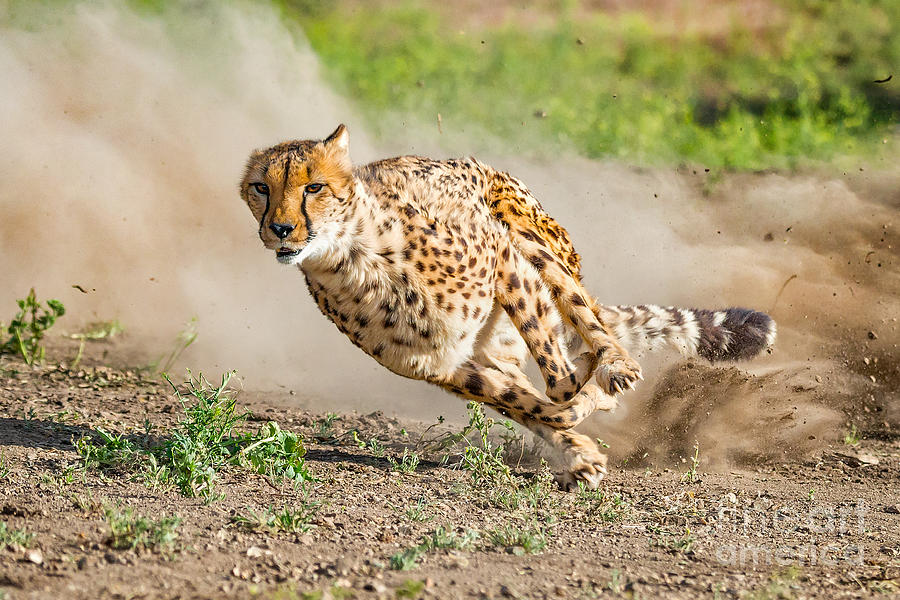 Wildlife Photograph - Cheetah Run by Dianne Phelps