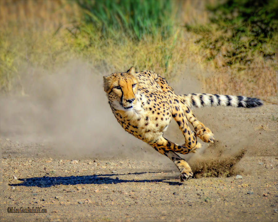 Animal Photograph - Cheetah Run by LeeAnn McLaneGoetz McLaneGoetzStudioLLCcom