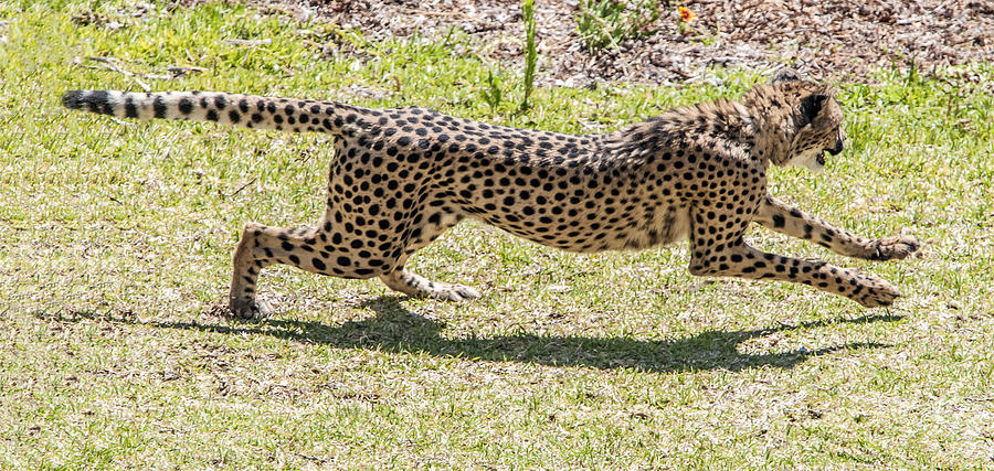 Cheetah Running Across Photograph by William Bitman