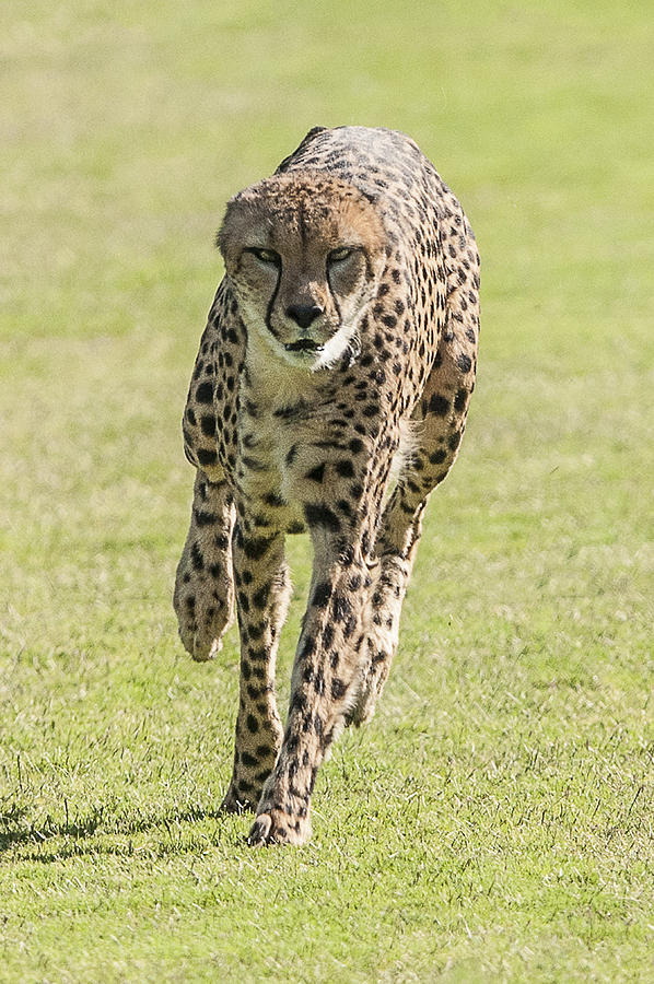 Cheetah Running Toward You Photograph by William Bitman