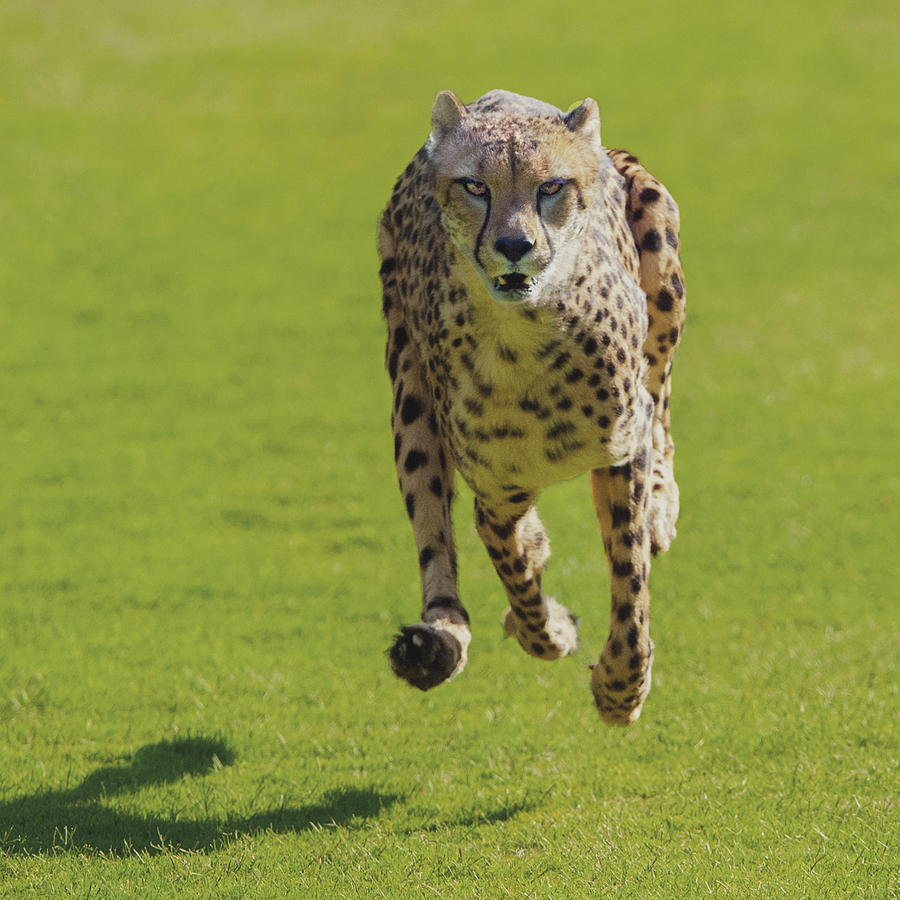 Cheetah Running Toward You With All Four Paws Off The Ground Photograph by William Bitman