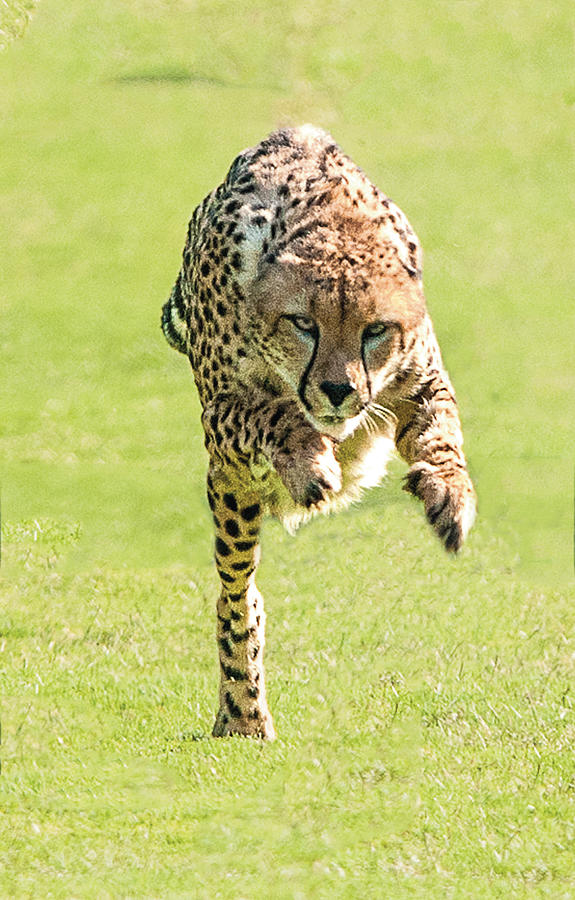 Cheetah Running Toward You With His Paws Stretched In Front Photograph by William Bitman