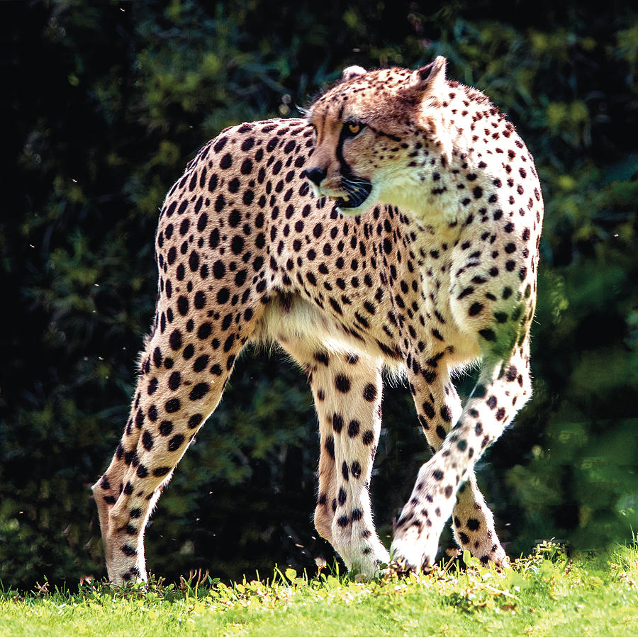 Cheetah Seeing His Prey Photograph by William Bitman