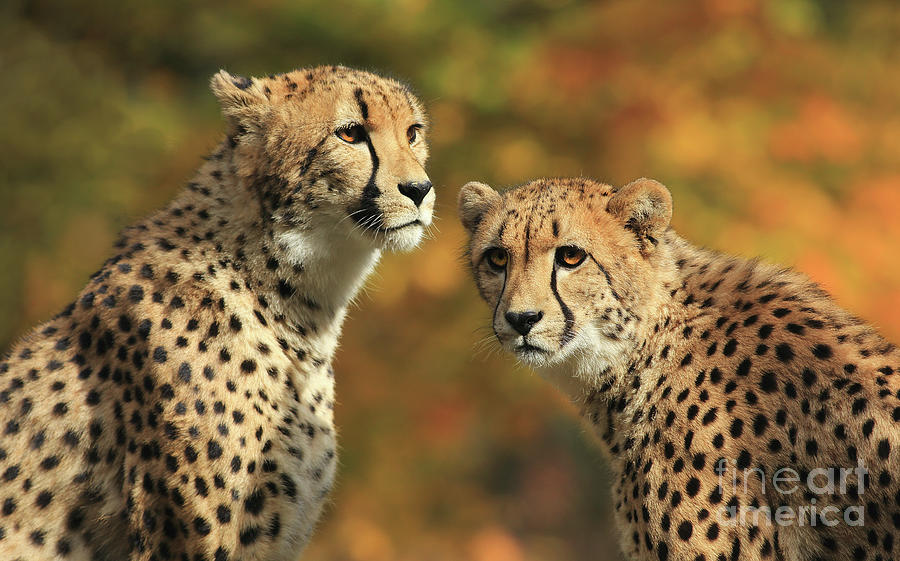 Cheetah Siblings Photograph by Art Cole