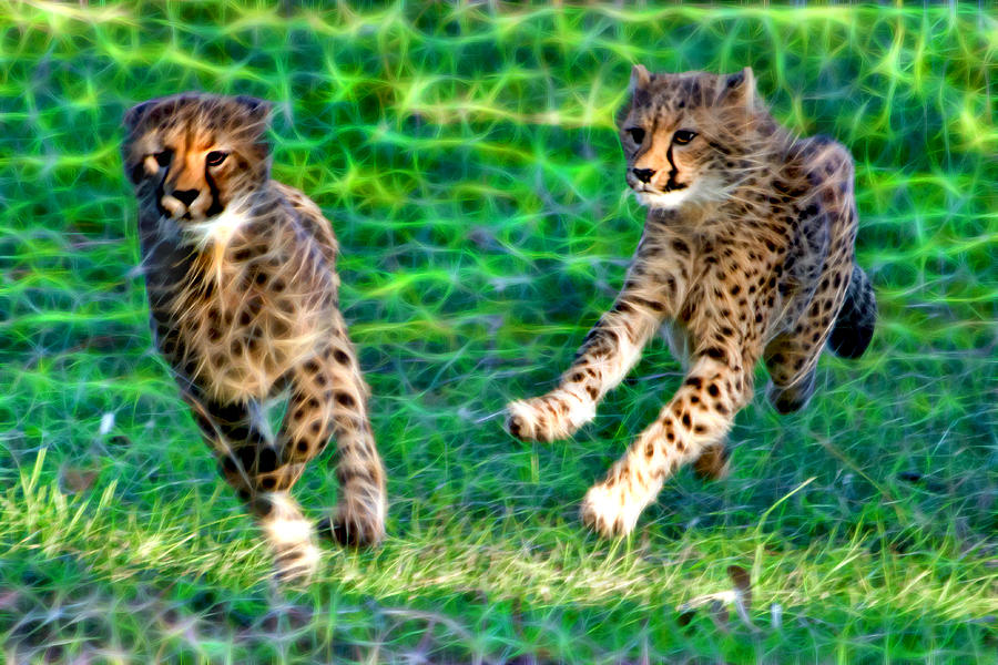 Cheetah Siblings Play And Chase Photograph by Miroslava Jurcik