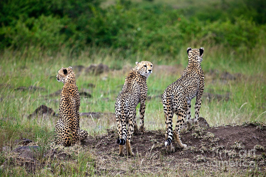 Cheetah Sibs 3 Photograph by Timothy Hacker