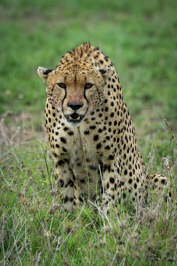 Cheetah sitting and leaning forwards on grassland Photograph by Ndp