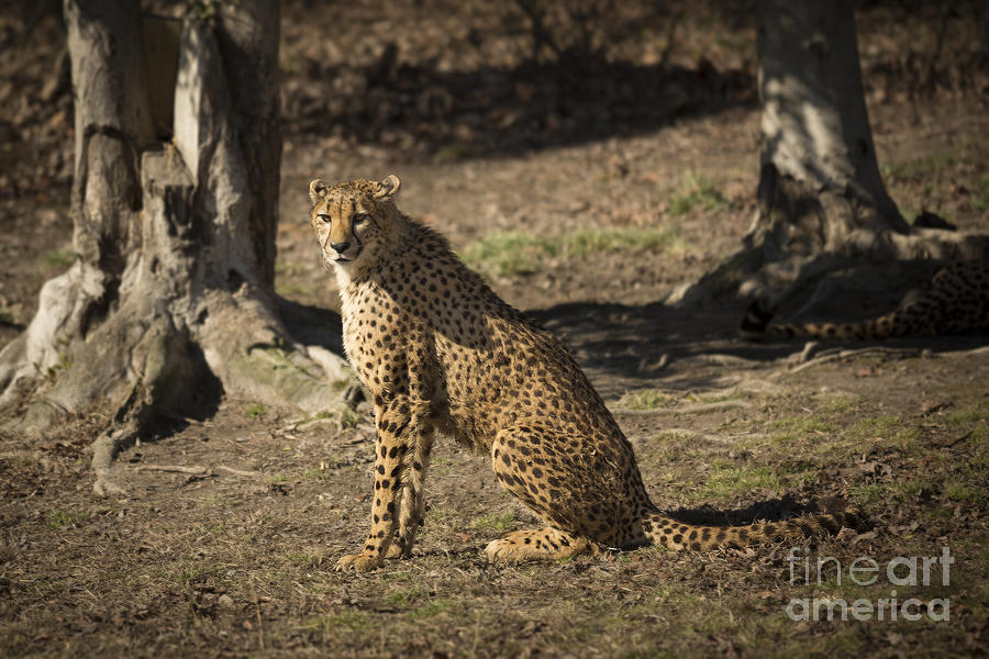 Cheetah Sitting Pretty Photograph by Jemmy Archer