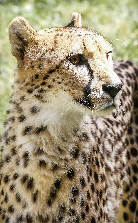 Cheetah Spots Photograph by Athena Mckinzie