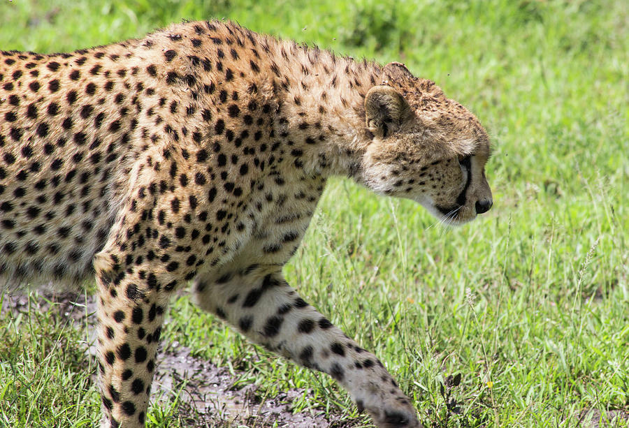 Cheetah Stalking Photograph by Brenda Smith DVM - Fine Art America