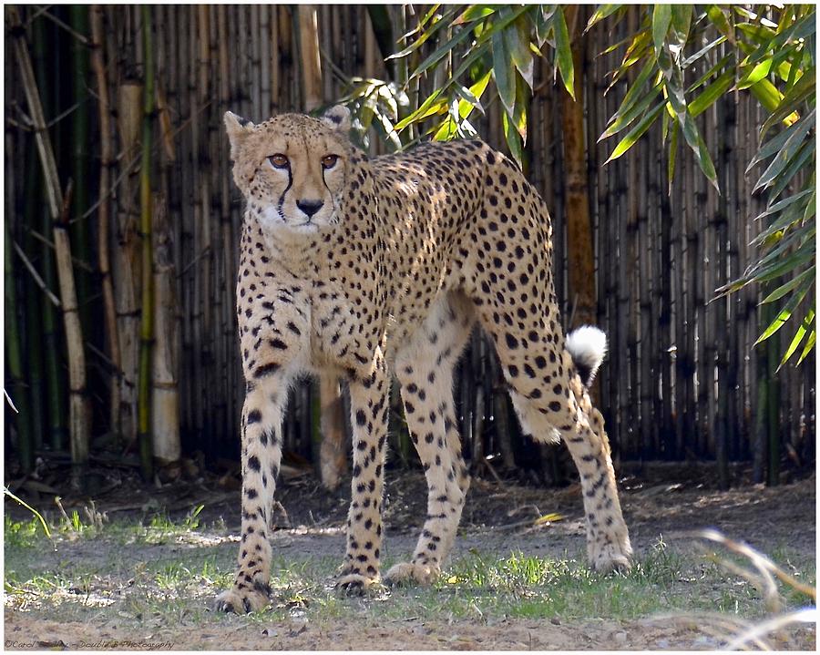 Cheetah Stare Down Photograph by Carol  Bradley