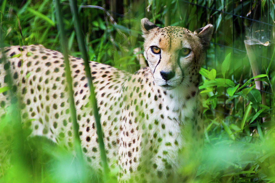 Cheetah Photograph by SR Green