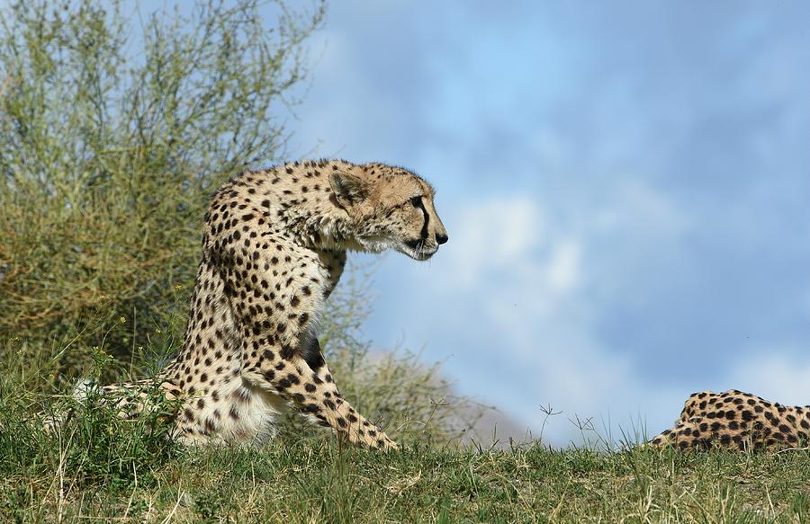 Cheetah Stretch Photograph by Fraida Gutovich