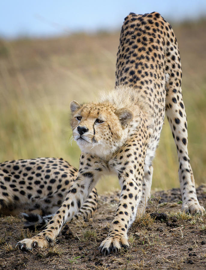 Cheetah Stretch Photograph by Vicki Jauron - Fine Art America