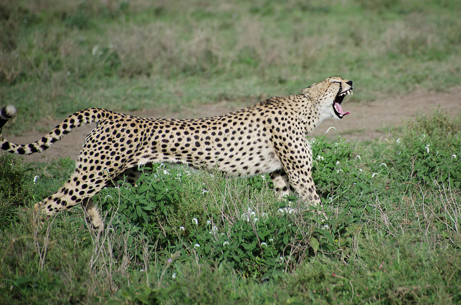 Cheetah Stretching Photograph By Elizabeth Westendorf - Fine Art America