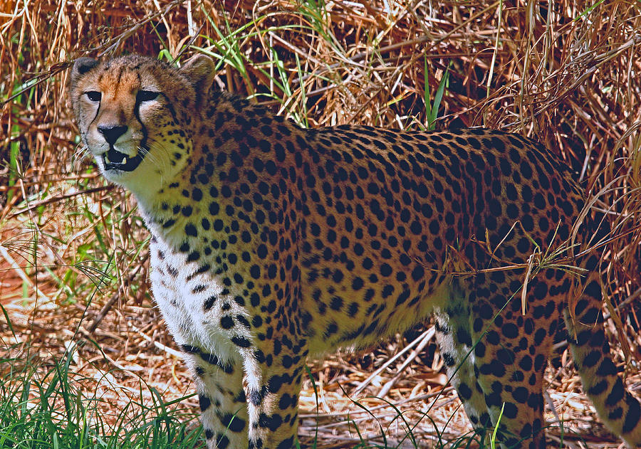 Cheetah Photograph by Tony Brown