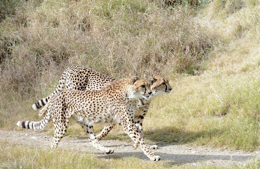 Cheetah Trot 2 Photograph by Fraida Gutovich