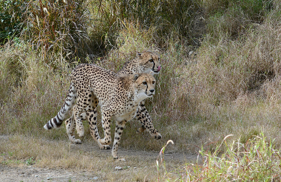 Cheetah Trot Photograph by Fraida Gutovich