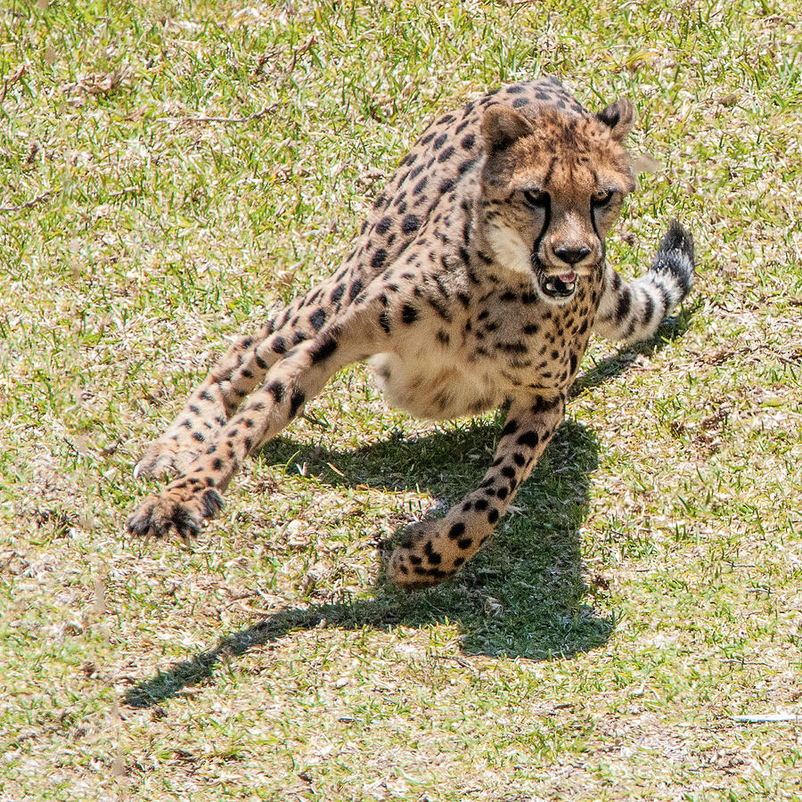 Cheetah Turning At Full Speed Photograph by William Bitman