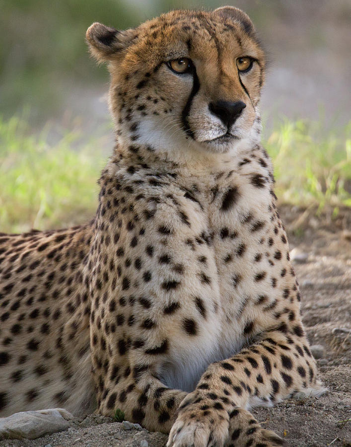 Cheetah Vision Photograph by JoAnn Silva