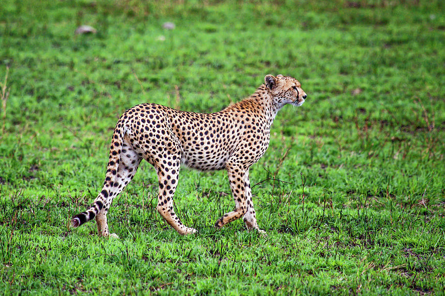 Cheetah Walking Photograph by Sally Weigand