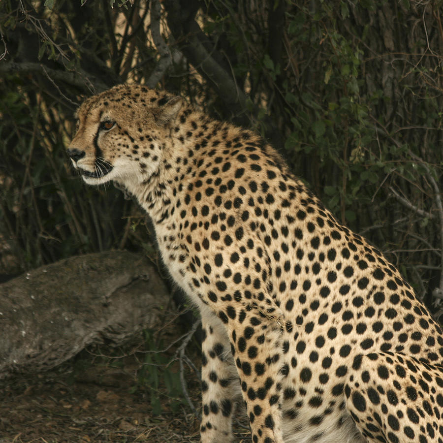Cheetah Watching Photograph by Karen Zuk Rosenblatt