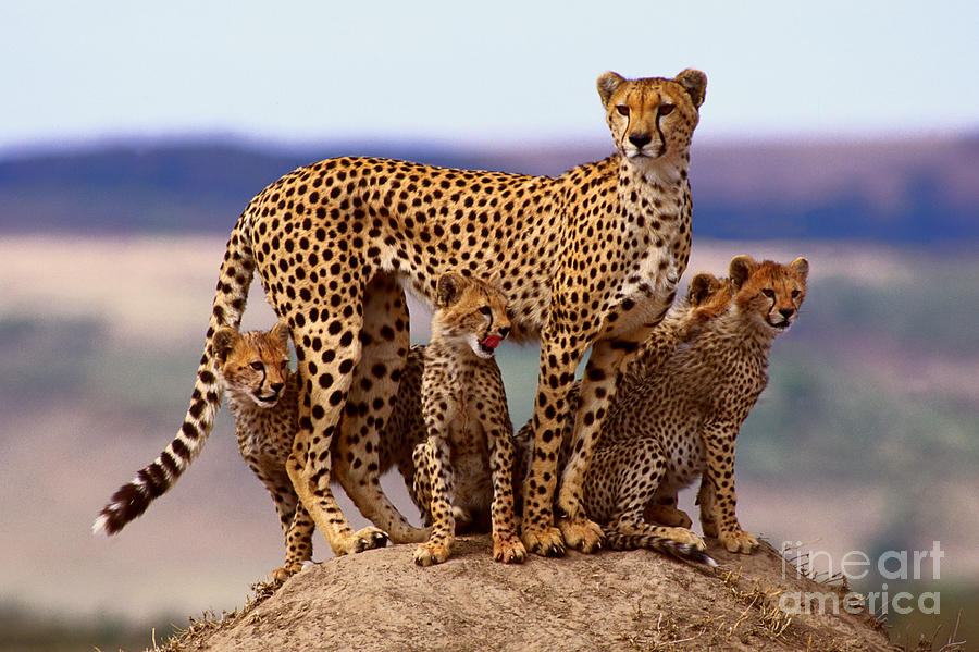 Cheetah With Cubs Photograph by Rolf Kpfle