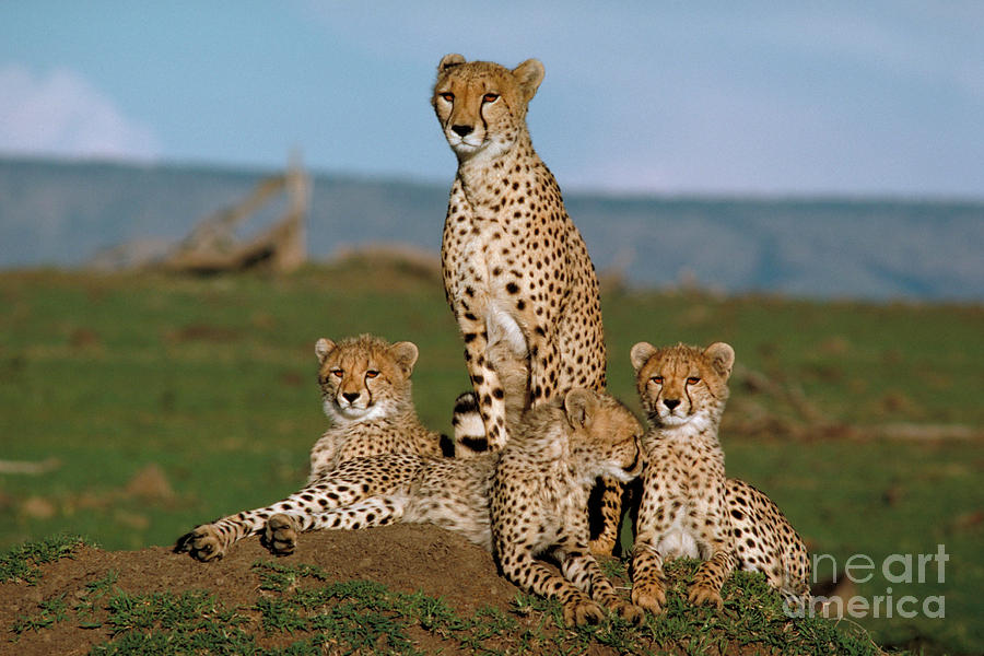 Cheetah With Cubs Photograph by Sven-Olof Lindblad