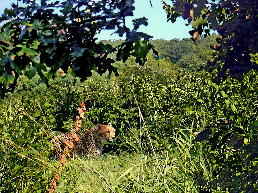 Animal Photograph - Cheetah Zoo Landscape by Steve Karol