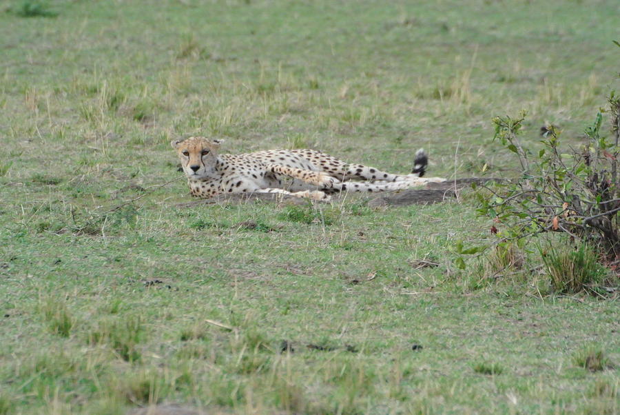 Cheetah@kenya Photograph by Ivan So