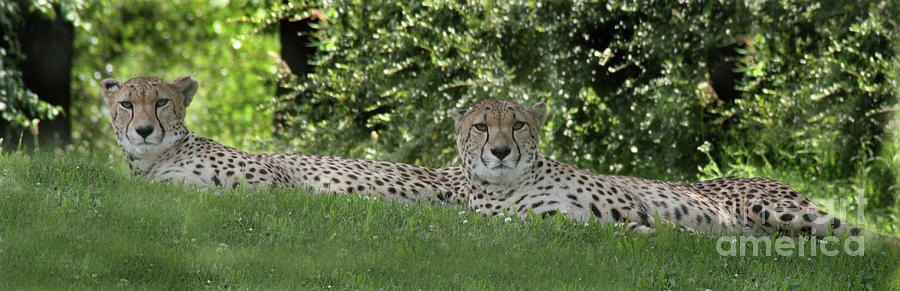 Cheetah Photograph - Cheetahs-6287 by Gary Gingrich Galleries