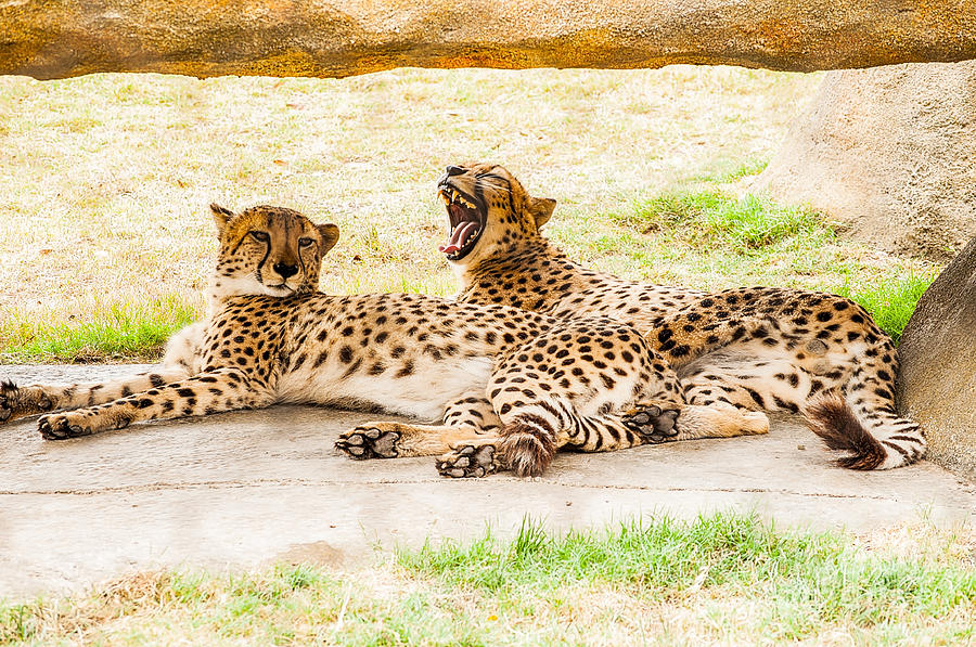 Cheetahs Photograph by Frances Ann Hattier