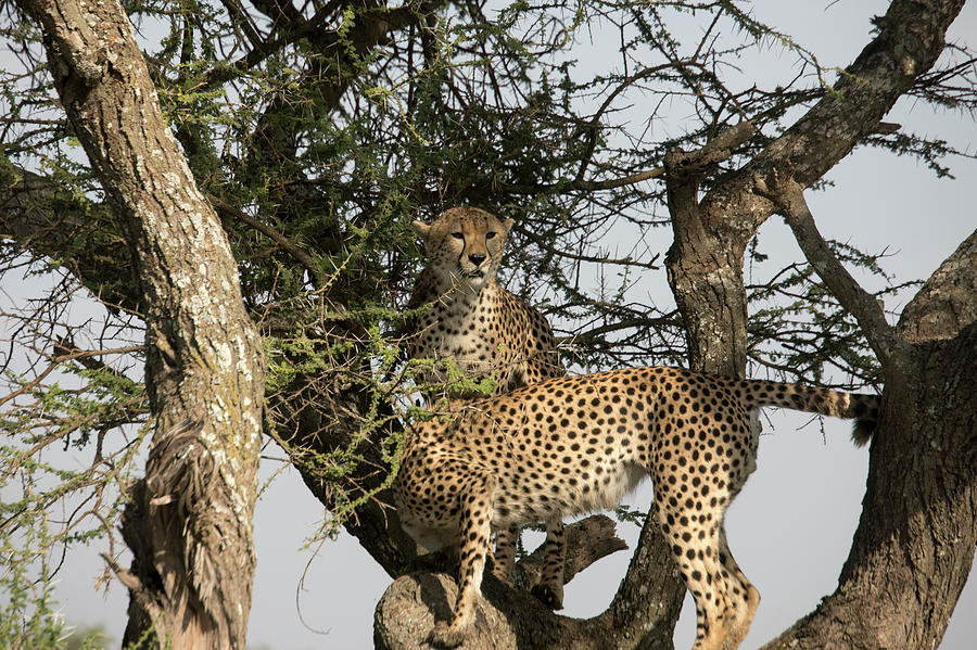 Cheetahs in acacia tree Serengeti, Tanzania Photograph by Karen Foley