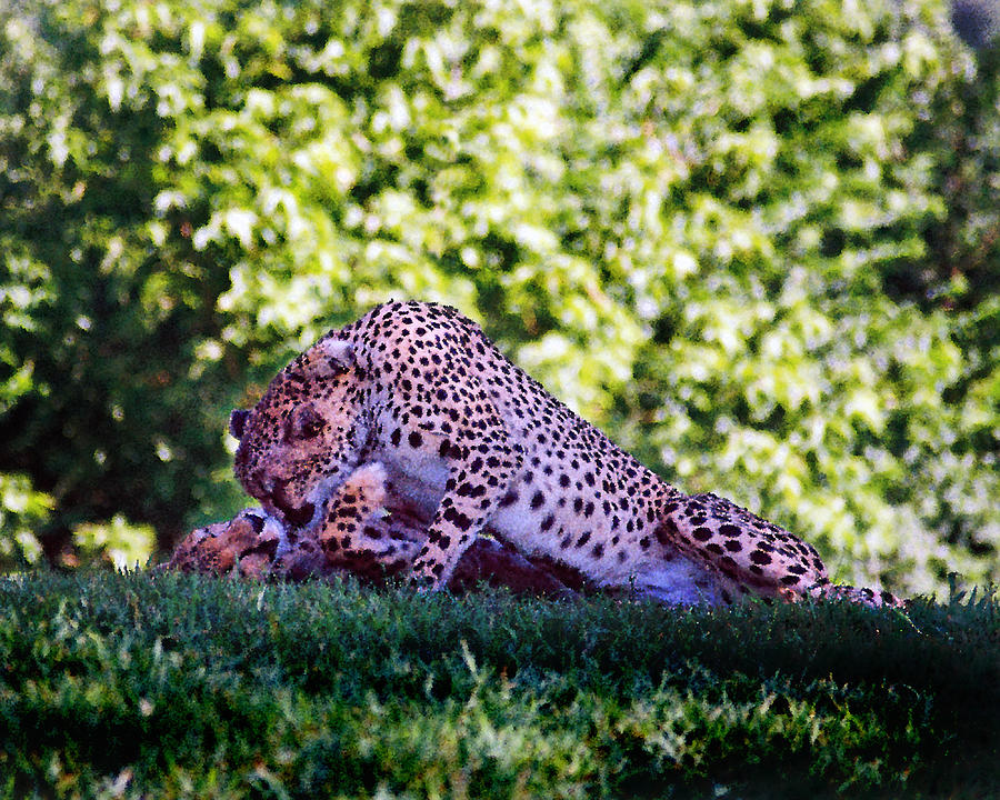 Cheetahs in Love Photograph by Steve Karol