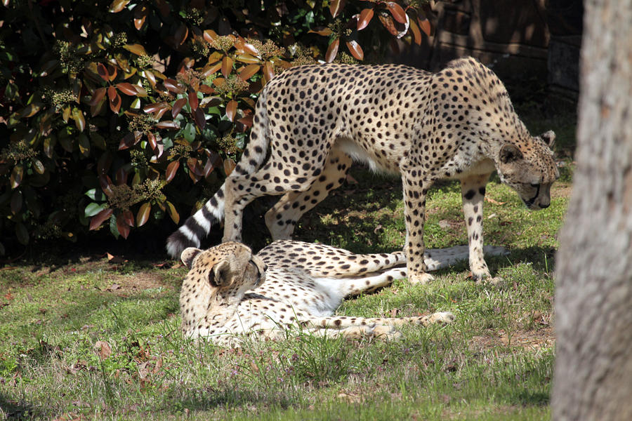 Cheetahs In The Grass Photograph