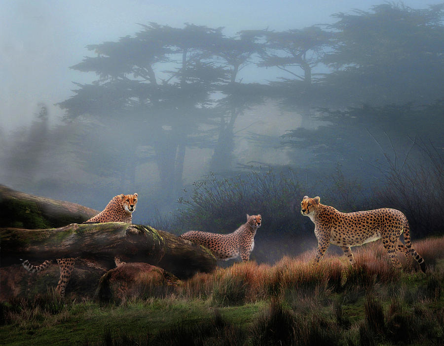 Cheetahs in the Mist Photograph by Melinda Hughes-Berland