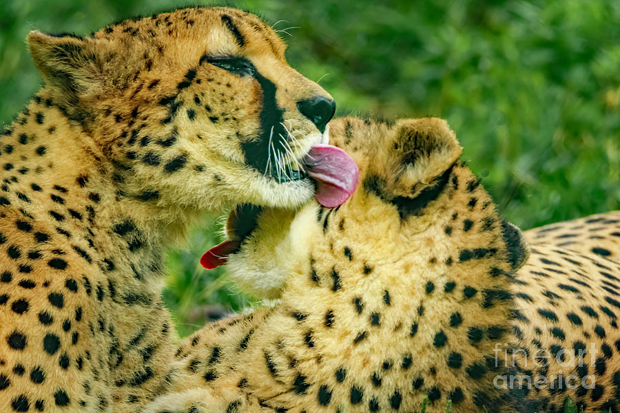 Cheetahs love Photograph by Joseph Miko