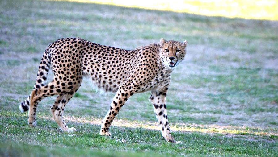 Cheetahs LXIX Photograph by Nicholas Rainsford - Fine Art America