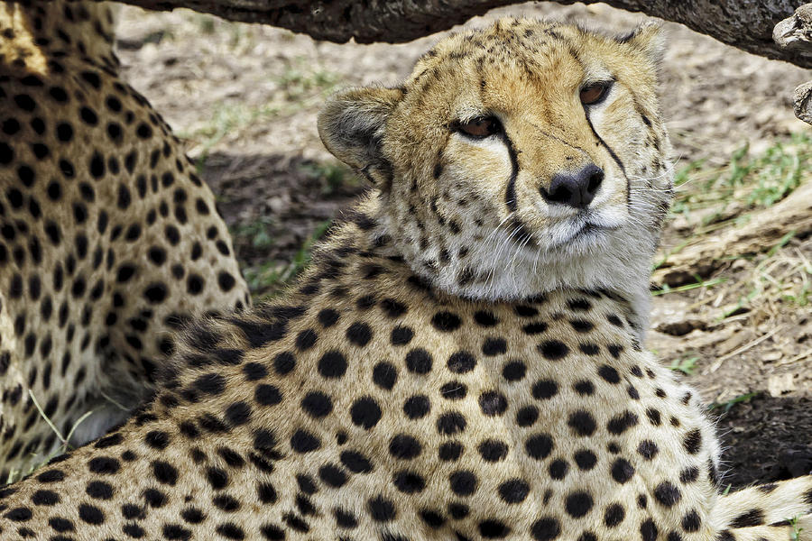 Cheetahs Resting Photograph by Perla Copernik