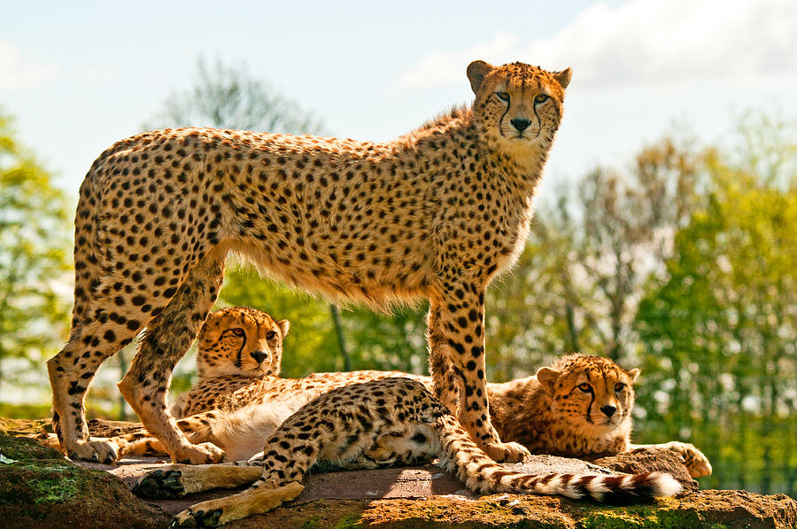 Cheetahs Three Photograph by Chris Thaxter