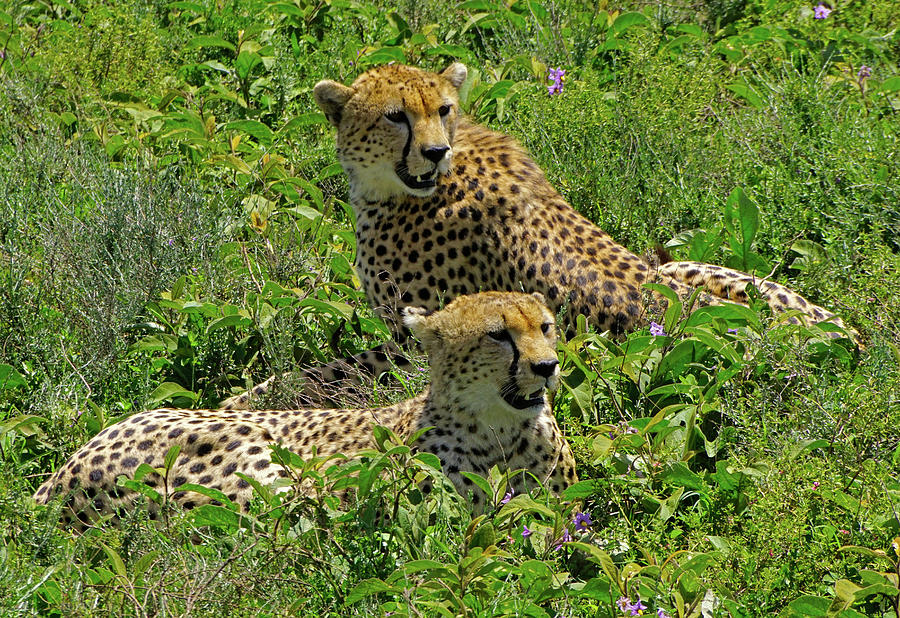 Cheetahs Waiting Photograph by Dennis Cox WorldViews