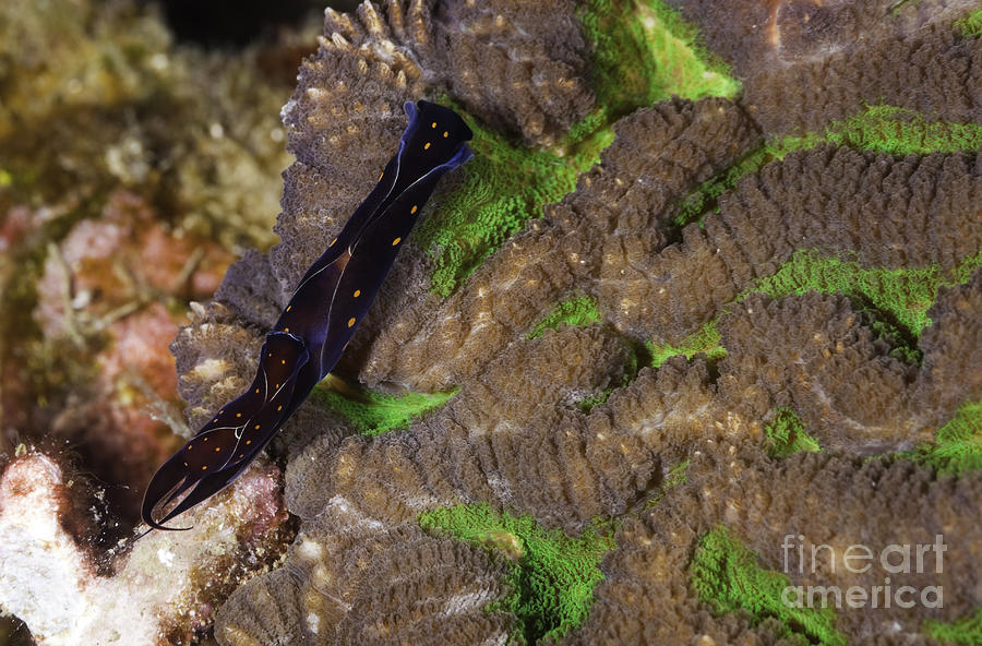 Chelidonura punctata nudibranch Photograph by Anthony Totah
