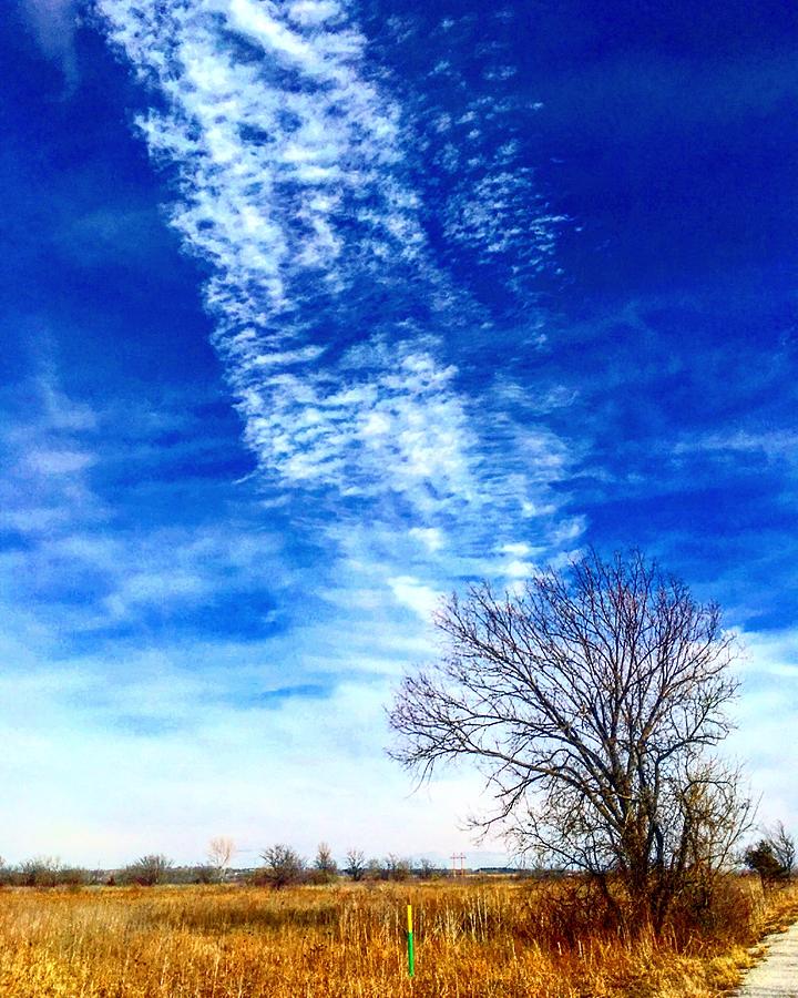 Chemtrails Point to the Burr Oak Photograph by Michael Oceanofwisdom Bidwell