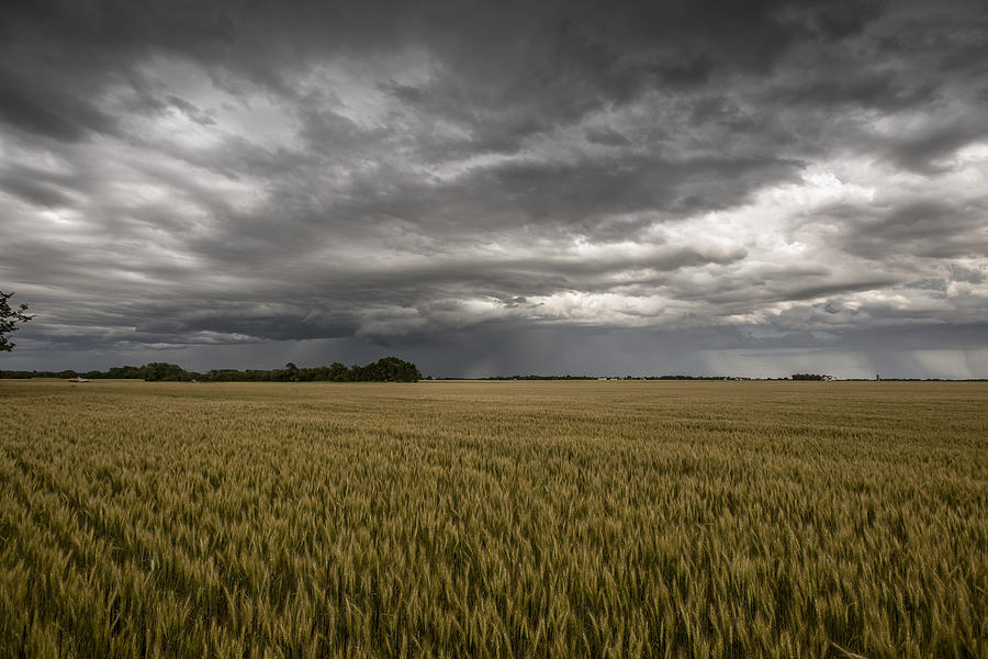 Cheney Winter Wheat Photograph by Chris Harris - Fine Art America