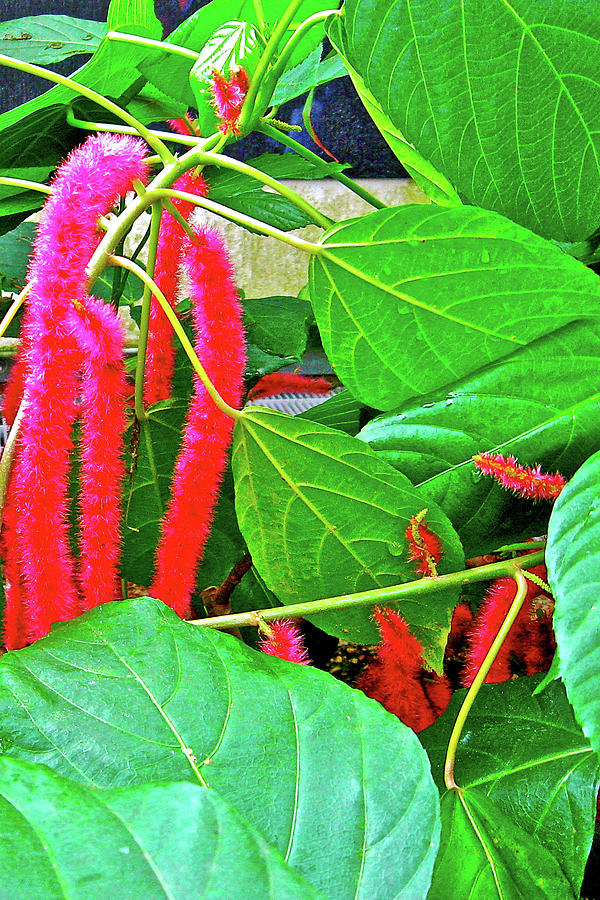 Chenille Plant in National Botanical Garden, Washington DC  Photograph by Ruth Hager