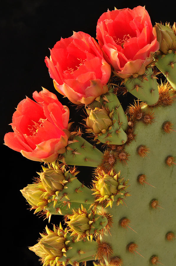 Chenille Prickly Pear Cactus Blossoms Photograph by Dean Hueber - Fine ...